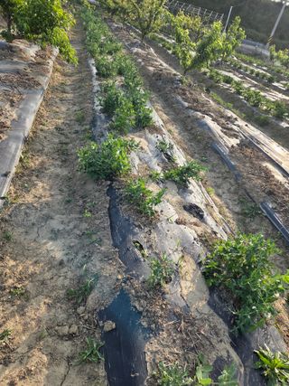 정영석님의 콩 · 영농일지 작성글 사진