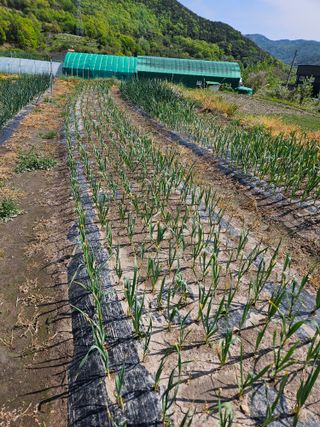 김해열님의 기타작물 · 영농일지 작성글 사진