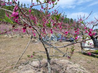 별빛농장지기님의 복숭아 · 영농일지 작성글 사진