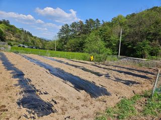 최미선님의 기타작물 · 영농일지 작성글 사진