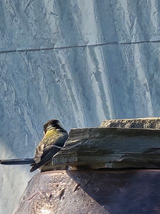 비타민님의 블루베리 · 영농일지 작성글 사진