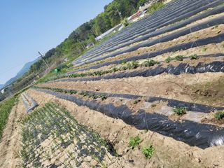 전선경님의 기타작물 · 영농일지 작성글 사진