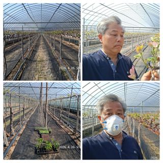 이경주님의 포도 · 영농일지 작성글 사진