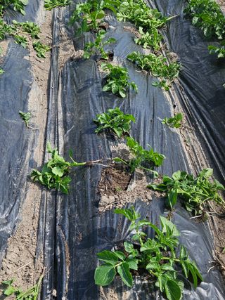 김해열님의 기타작물 · 영농일지 작성글 사진