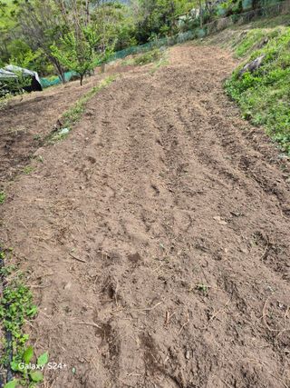 진문거사님의 기타작물 · 영농일지 작성글 사진