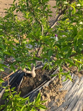 정영석님의 복숭아 · 영농일지 작성글 사진