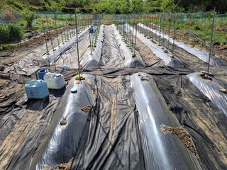 하중규(고추 재배)님의 고추 · 영농일지 작성글 사진