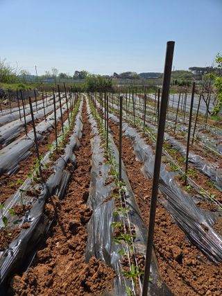 홍순오님의 고추 · 영농일지 작성글 사진