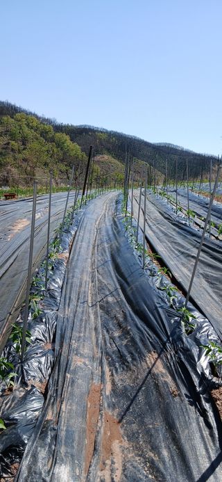 정연섭님의 기타작물 · 영농일지 작성글 사진