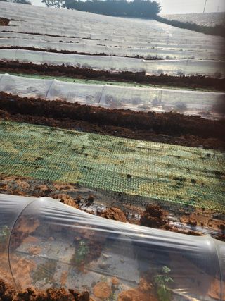 김저팔계님의 기타작물 · 영농일지 작성글 사진