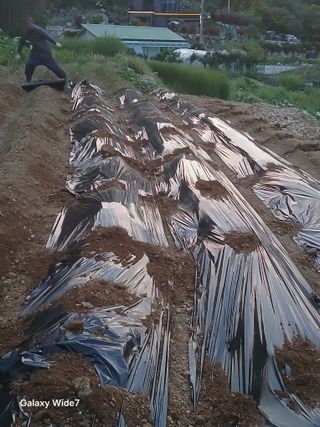 김명자님의 기타작물 · 영농일지 작성글 사진