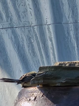 비타민님의 블루베리 · 영농일지 작성글 사진