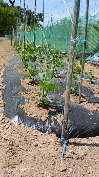 김영열님의 콩 · 영농일지 작성글 사진