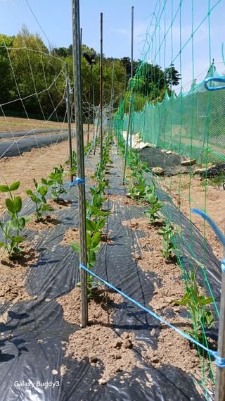 김영열님의 콩 · 영농일지 작성글 사진