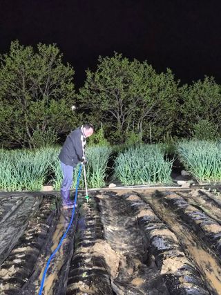 김동일님의 기타작물 · 영농일지 작성글 사진