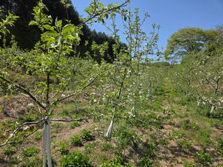 이선희님의 사과 · 영농일지 작성글 사진