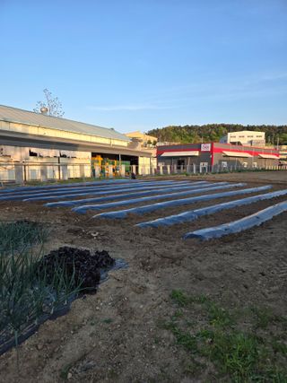 뚜벅이님의 기타작물 · 영농일지 작성글 사진