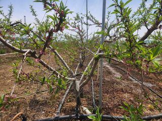 꿀복이농장님의 복숭아 · 영농일지 작성글 사진