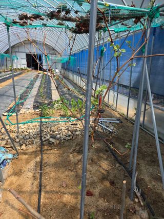 현모양처(양현모)님의 오이 · 영농일지 작성글 사진