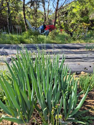 이경옥님의 기타작물 · 영농일지 작성글 사진