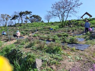 신안백수님의 기타작물 · 영농일지 작성글 사진