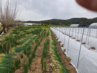 성실한 농부님의 파 · 영농일지 작성글 사진