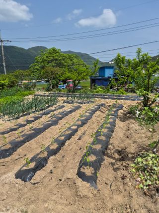 변용운님의 고추 · 영농일지 작성글 사진