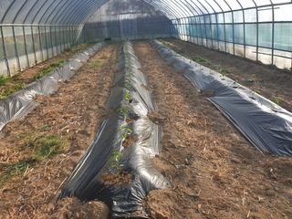 샤이니바다님의 고추 · 영농일지 작성글 사진