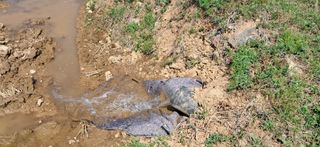 이복길님의 기타작물 · 영농일지 작성글 사진