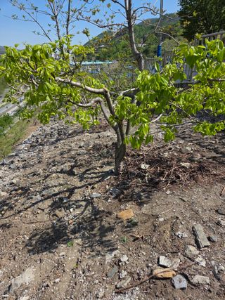 김용대님의 기타작물 · 영농일지 작성글 사진