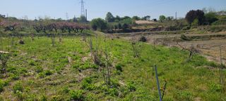 돈디아고(김덕수)님의 기타작물 · 영농일지 작성글 사진