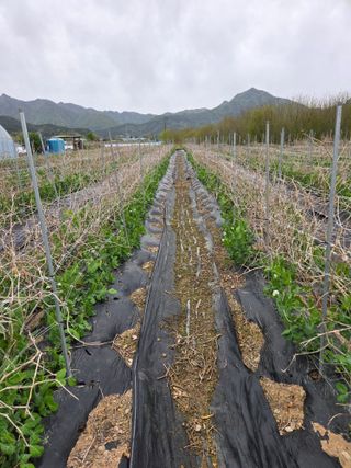 성실한 농부님의 파 · 영농일지 작성글 사진