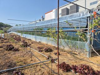 최진일님의 블루베리 · 영농일지 작성글 사진