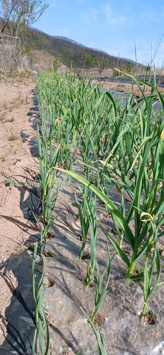 정연섭님의 기타작물 · 영농일지 작성글 사진