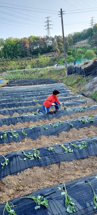 이기은님의 고구마 · 영농일지 작성글 사진