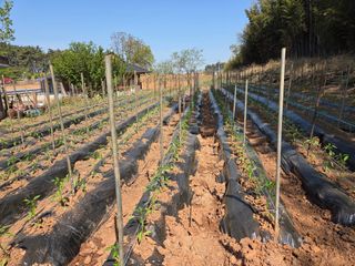 홍순오님의 고추 · 영농일지 작성글 사진