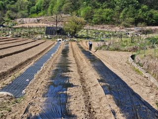 최미선님의 기타작물 · 영농일지 작성글 사진