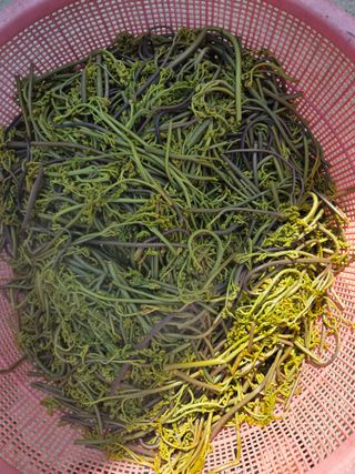 김연숙님의 기타작물 · 영농일지 작성글 사진