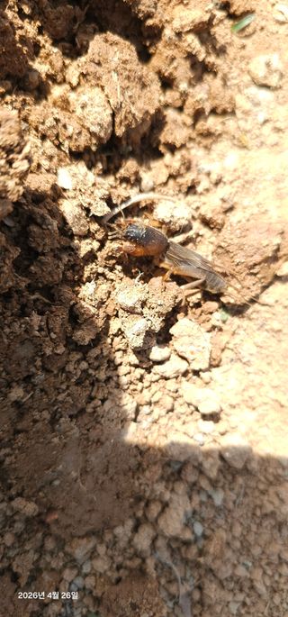 이장호님의 옥수수 · 영농일지 작성글 사진