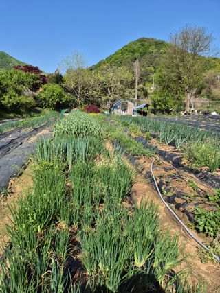 이경옥님의 작성글 사진