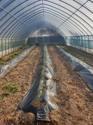 샤이니바다님의 고추 · 영농일지 작성글 사진