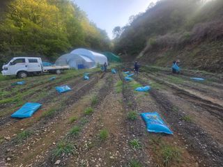 윤자용11대임후회장님의 고추 · 영농일지 작성글 사진