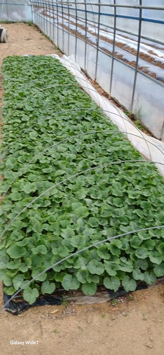 산양 위만(엄문섭)님의 벼 · 영농일지 작성글 사진