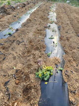 박병한님의 고구마 · 영농일지 작성글 사진