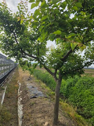 정영석님의 기타작물 · 영농일지 작성글 사진