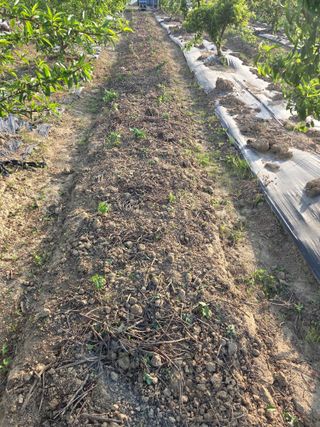 정영석님의 콩 · 영농일지 작성글 사진