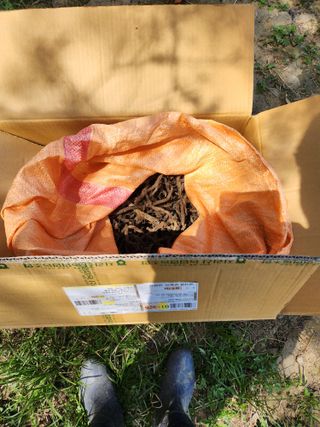 루라121(임동구)님의 옥수수 · 영농일지 작성글 사진