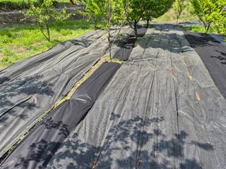 최은종님의 자두 · 영농일지 작성글 사진