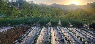 김동일님의 기타작물 · 영농일지 작성글 사진
