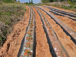 김도영님의 옥수수 · 영농일지 작성글 사진
